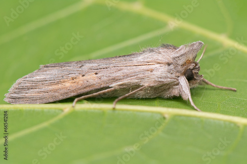 night butterfly - Cucullia umbratica photo