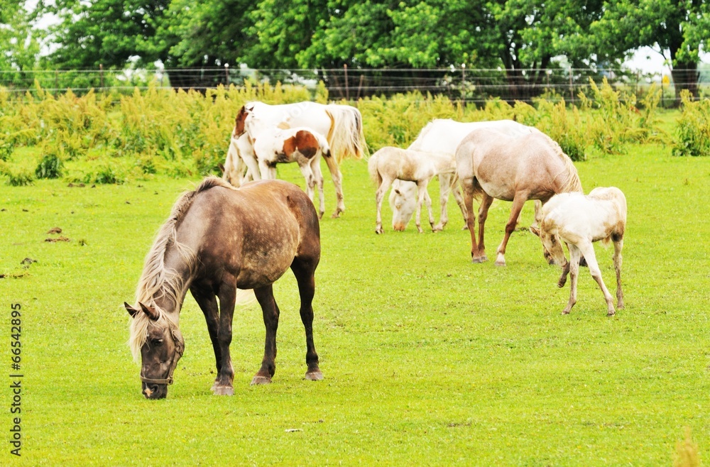 Rainy Day Horses Rainy Day Horses