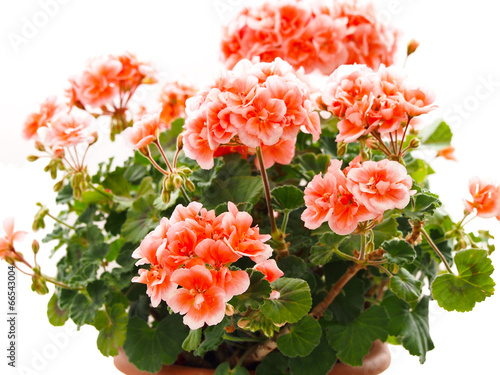 Pink geranium (pelargonium) flower on white background