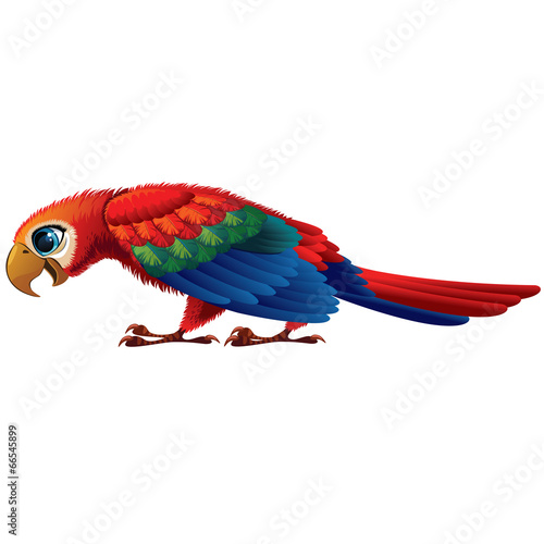 parrot