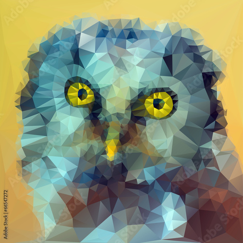 Boreal owl head illustration from front view