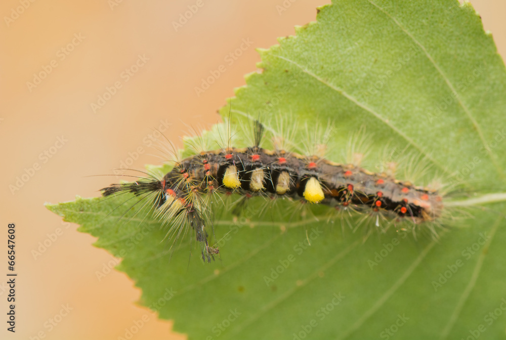 Fototapeta premium Caterpillar - Orgyia antiqua
