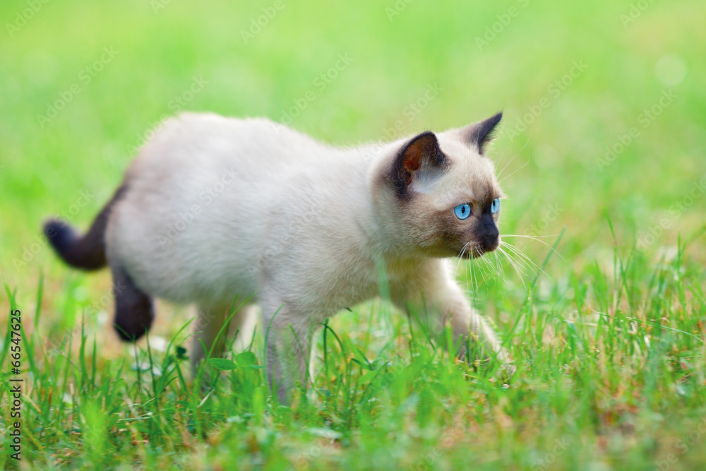 Siamese kitten walking on the grass Siamese kitten walking on the grass