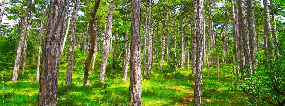 Fototapeta premium Forest background