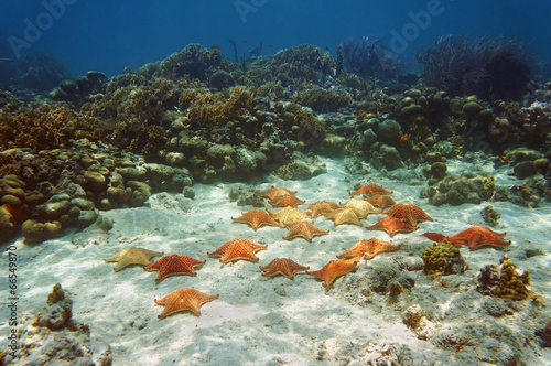 Many starfish underwater in a coral reef