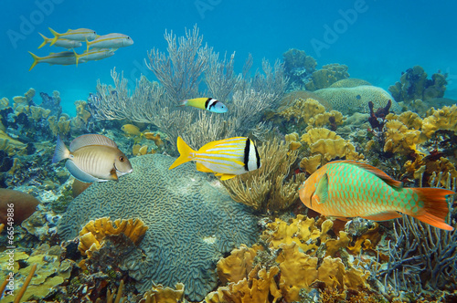 Underwater coral reef with colorful tropical fish