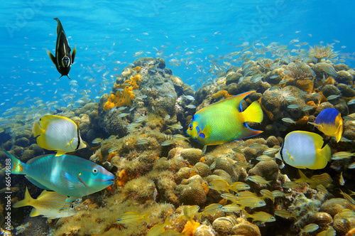 Underwater life in a coral reef with many fish