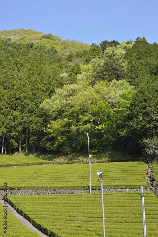 Obraz premium 茶畑