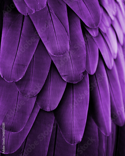 Violet Feathers