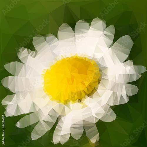 Daisy vector illustration
