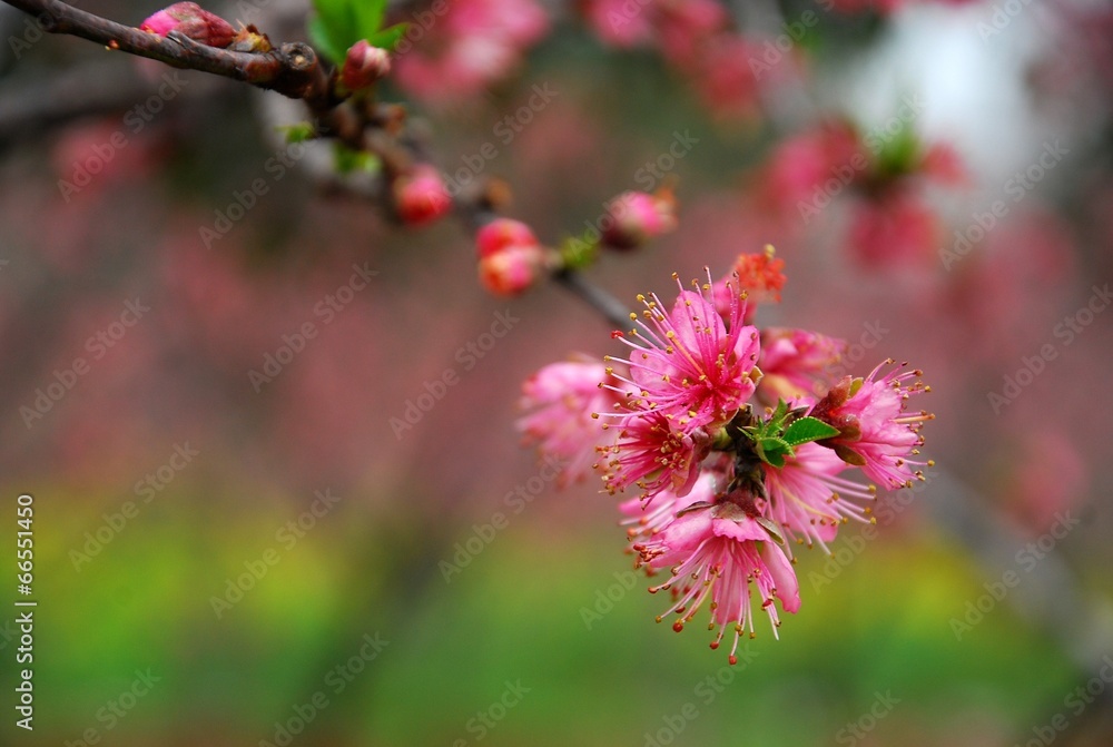 peach flower