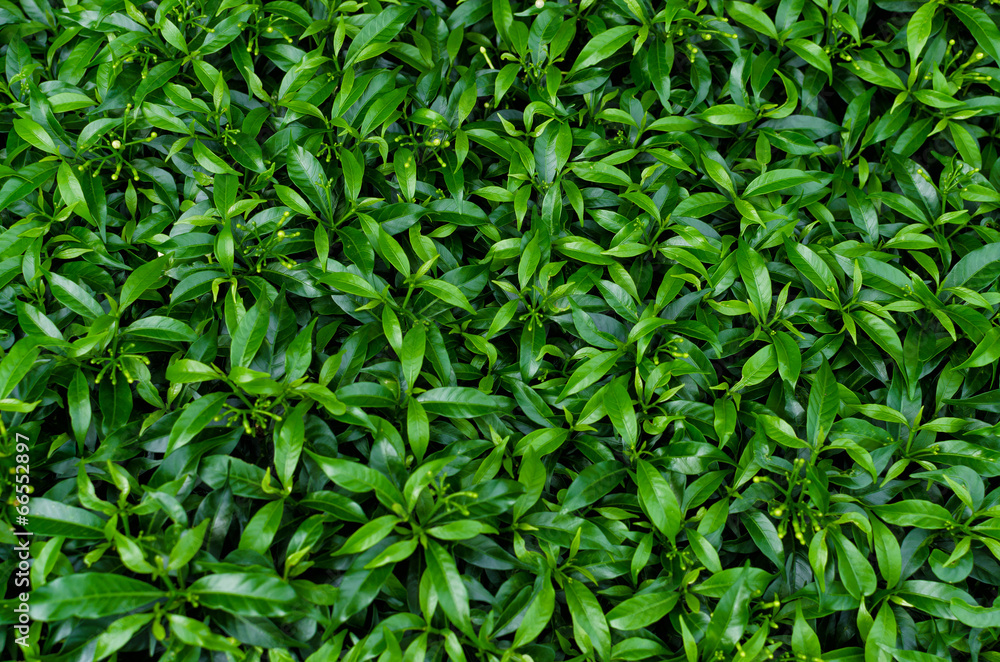 Green leaves background