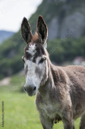 donkey © Igor Syrbu