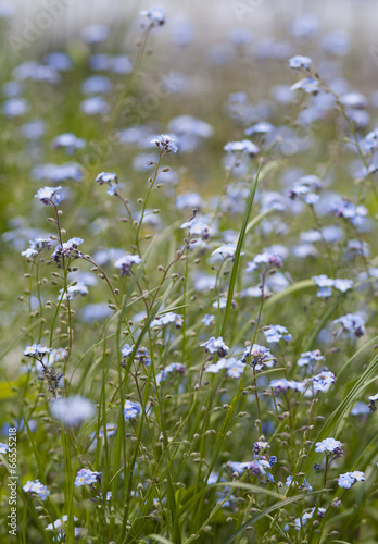 wild flowers