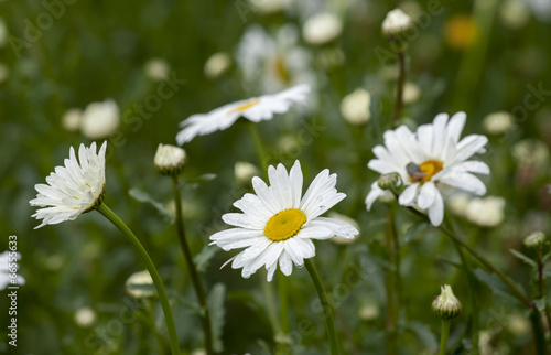 chamomiles