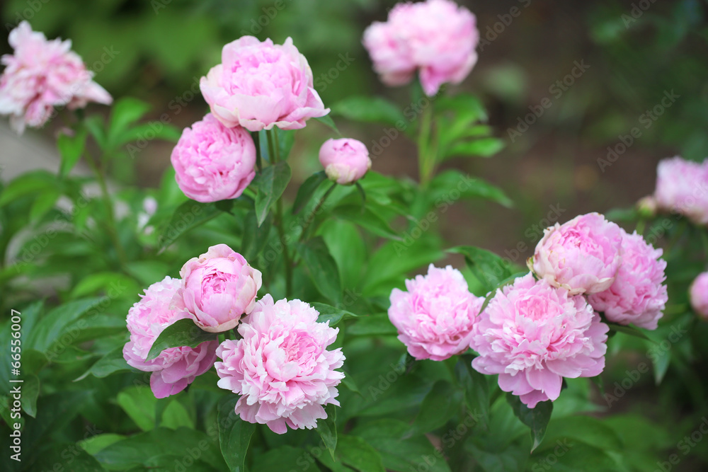 Beautiful pink peonies on green bush in garden Beautiful pink peonies on green bush in garden