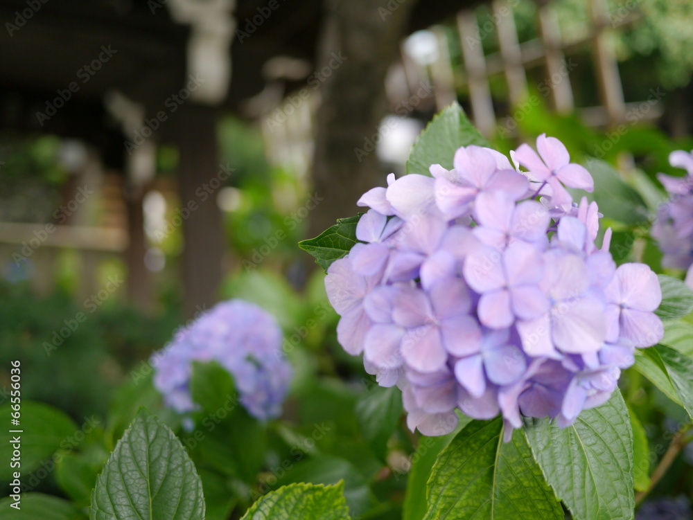 白山神社　あじさいまつり