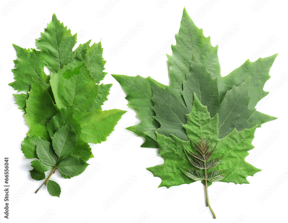 Green leaves isolated on white Green leaves isolated on white