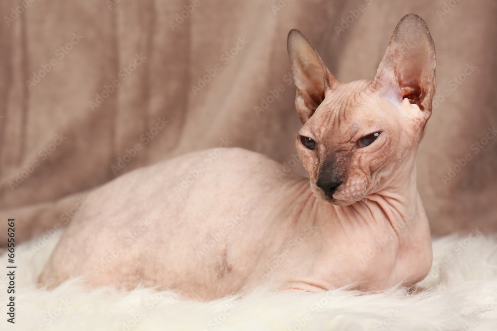 Sphynx hairless cat on fabric background Sphynx hairless cat on fabric background