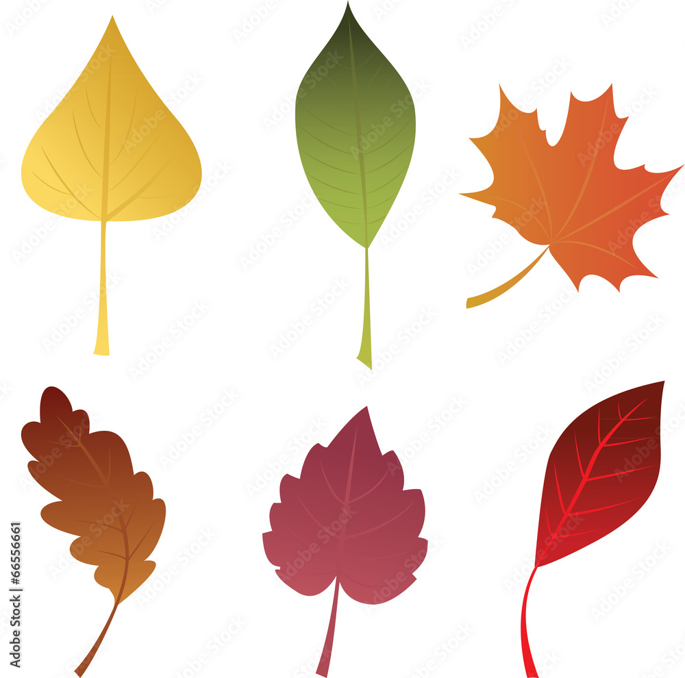 Obraz premium Autumn leaves