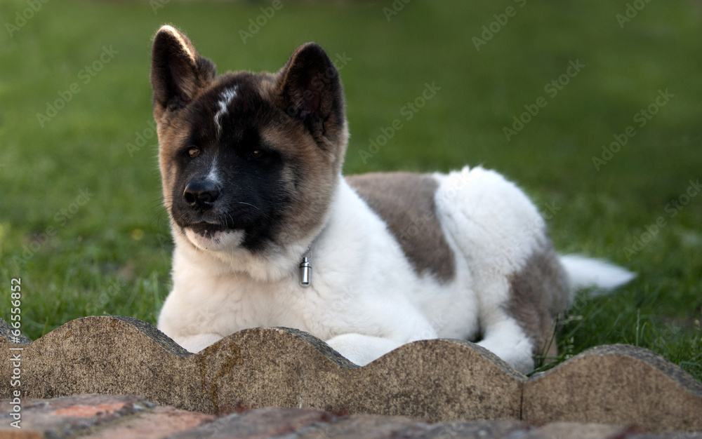 akita pup