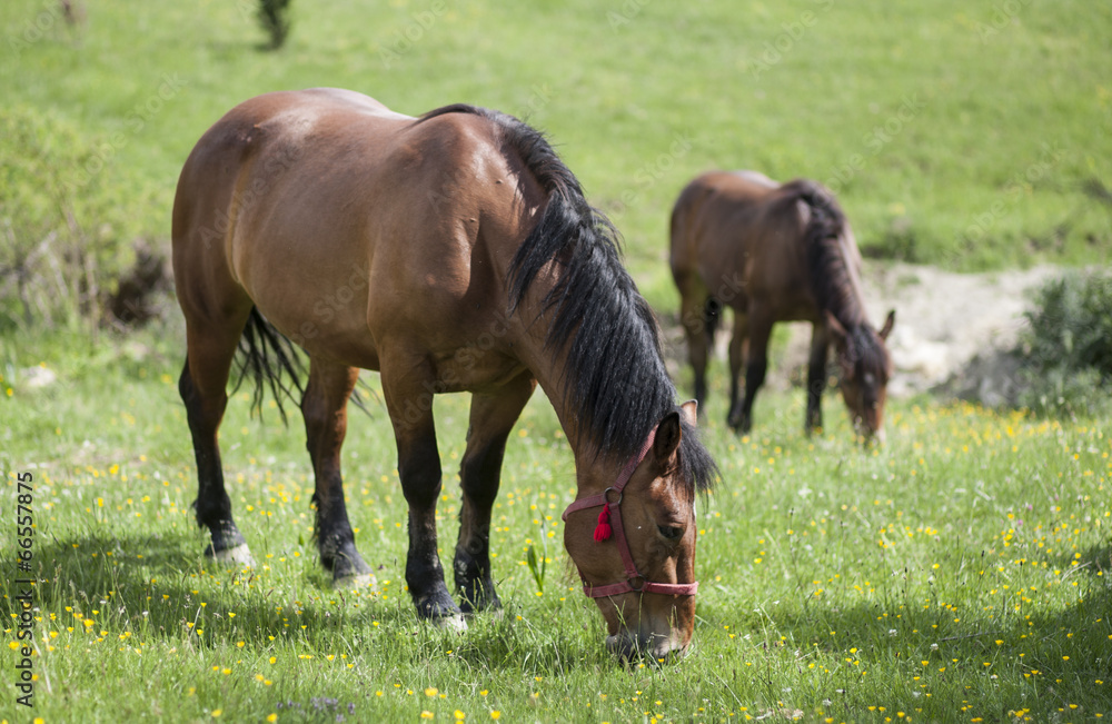 Fototapeta premium horse