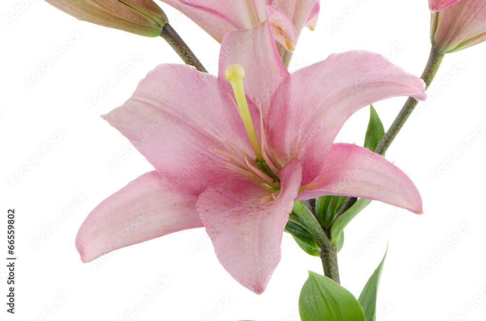 Pink lilies Pink lilies