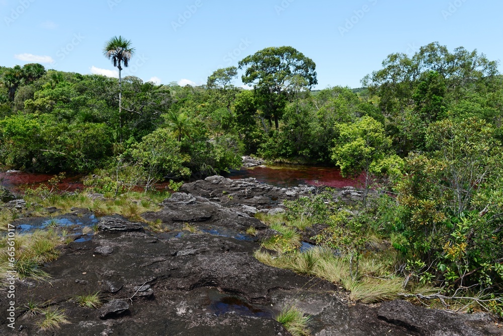 Canio Cristales mountain river. Colombia Canio Cristales mountain river. Colombia