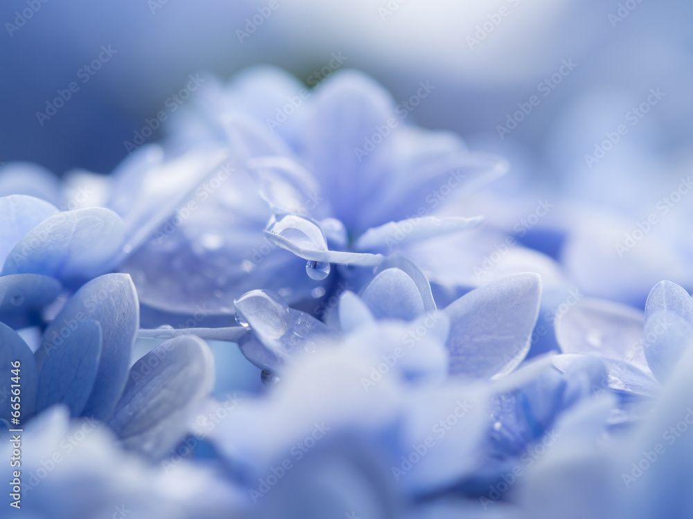 梅雨の紫陽花の滴stock Photo Adobe Stock