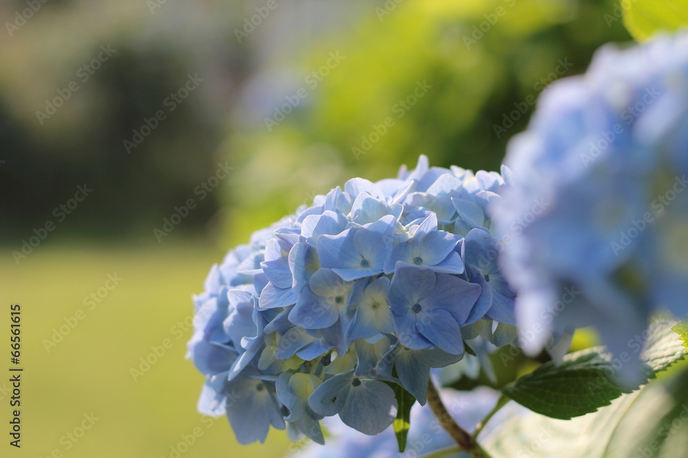 アジサイの花