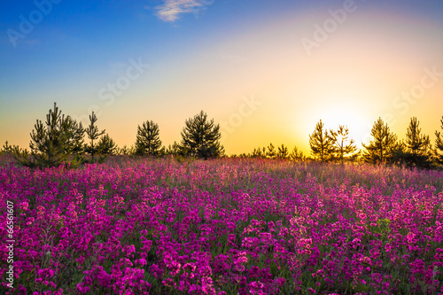 purple flowers on a meadow at sunrise © yanikap