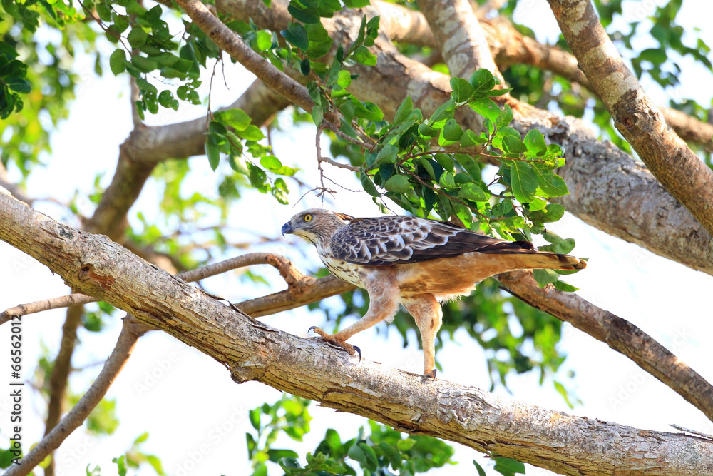 Fototapeta premium Crested Hawk-Eagle (Nisaetus cirrhatus) in Sri Lanka