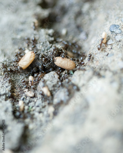 A black ant carrying an egg