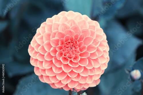 Fototapeta Naklejka Na Ścianę i Meble -  Ball Dahlie Maarn