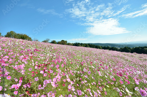 Wallpaper Mural コスモス畑 Torontodigital.ca