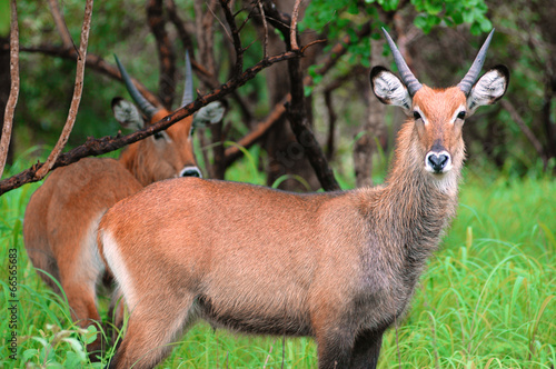 Antilopes in Niokolo Koba park in Senegal, Africa photo