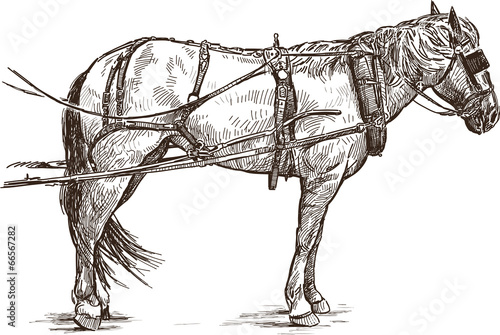 harness horse