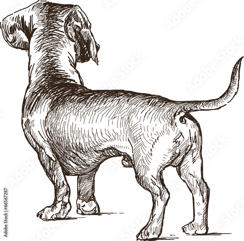 dachshund