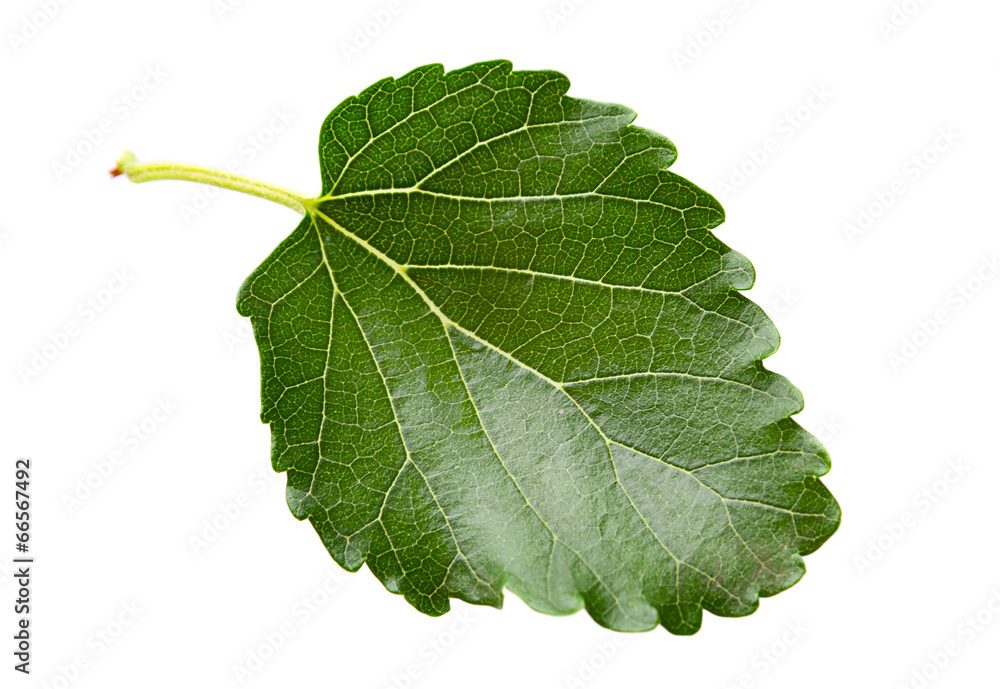 Fototapeta premium Mulberry leaf