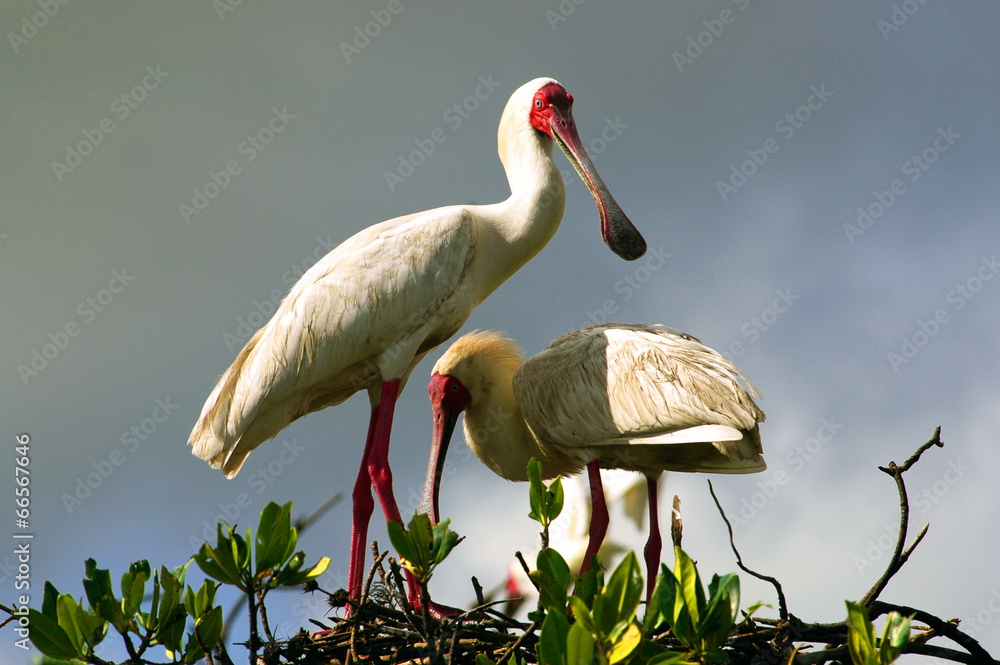Fototapeta premium African Spoonbill in Casamance, Senegal, Africa