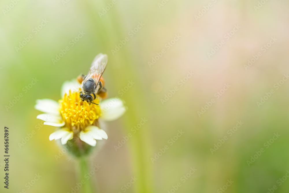 Obraz premium bee on mexican daisy macro grasses background blur