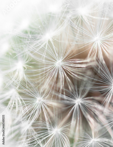 Close up of dandelion fluff