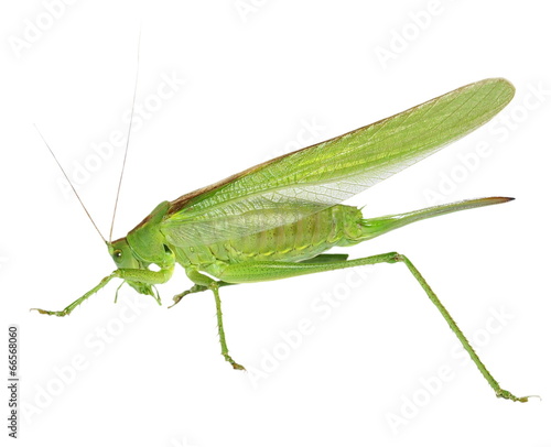 green grasshopper isolated on white, with clipping path