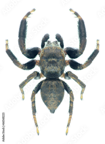 Spider Evarcha arcuata (male)
