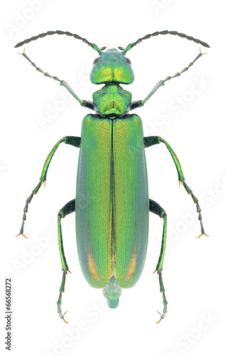 Beetle Lytta vesicatoria