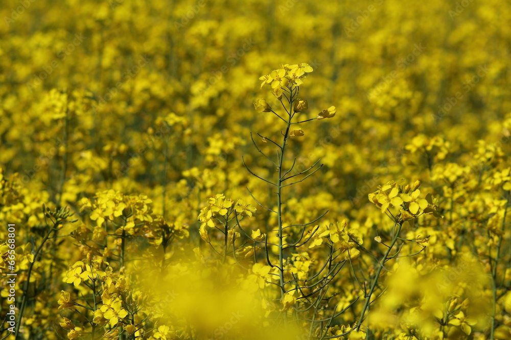 Obraz premium Rape field