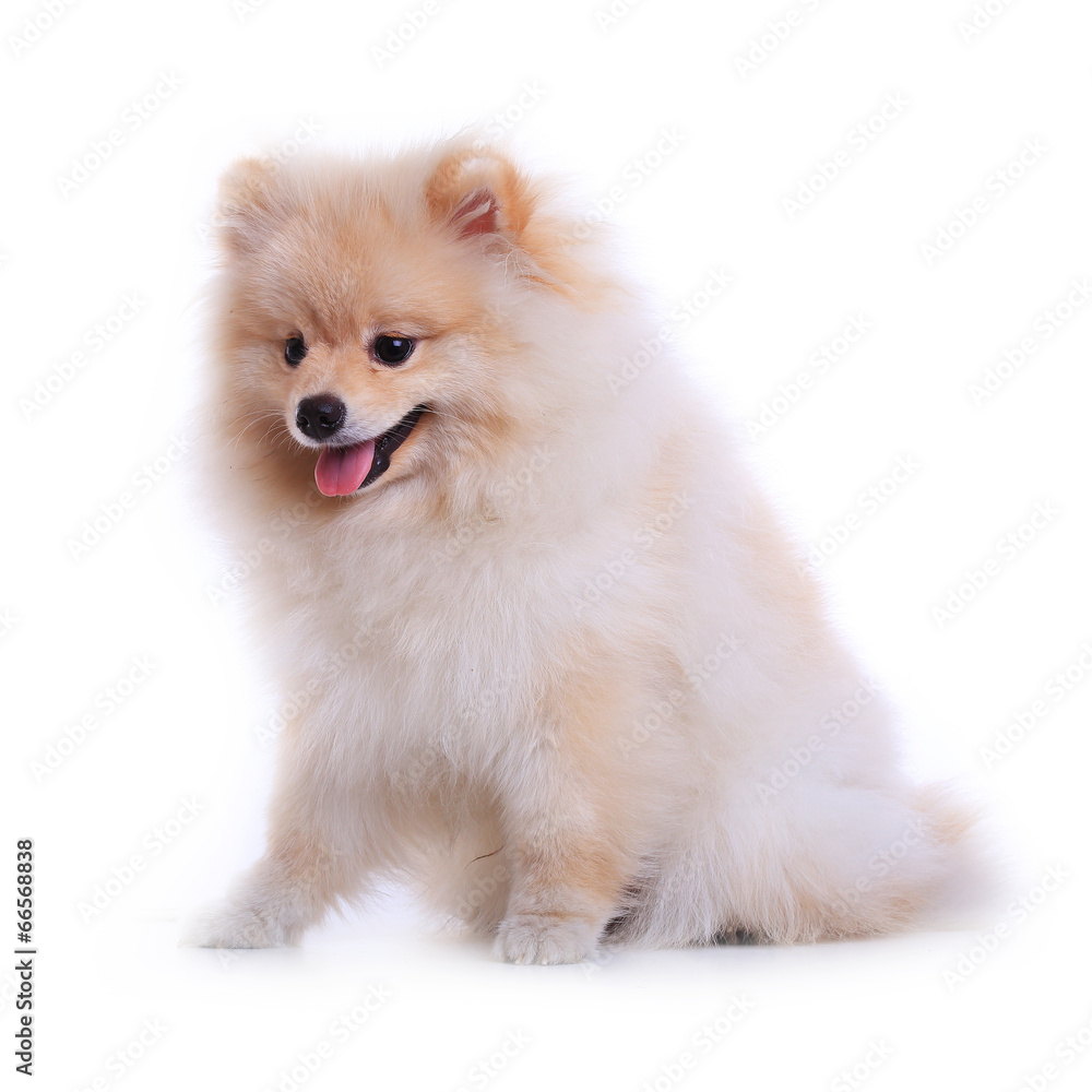 pomeranian dog isolated on white background pomeranian dog isolated on white background