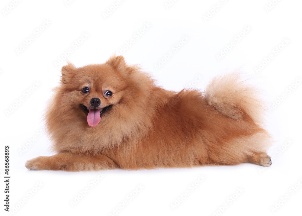 pomeranian dog isolated on white background pomeranian dog isolated on white background