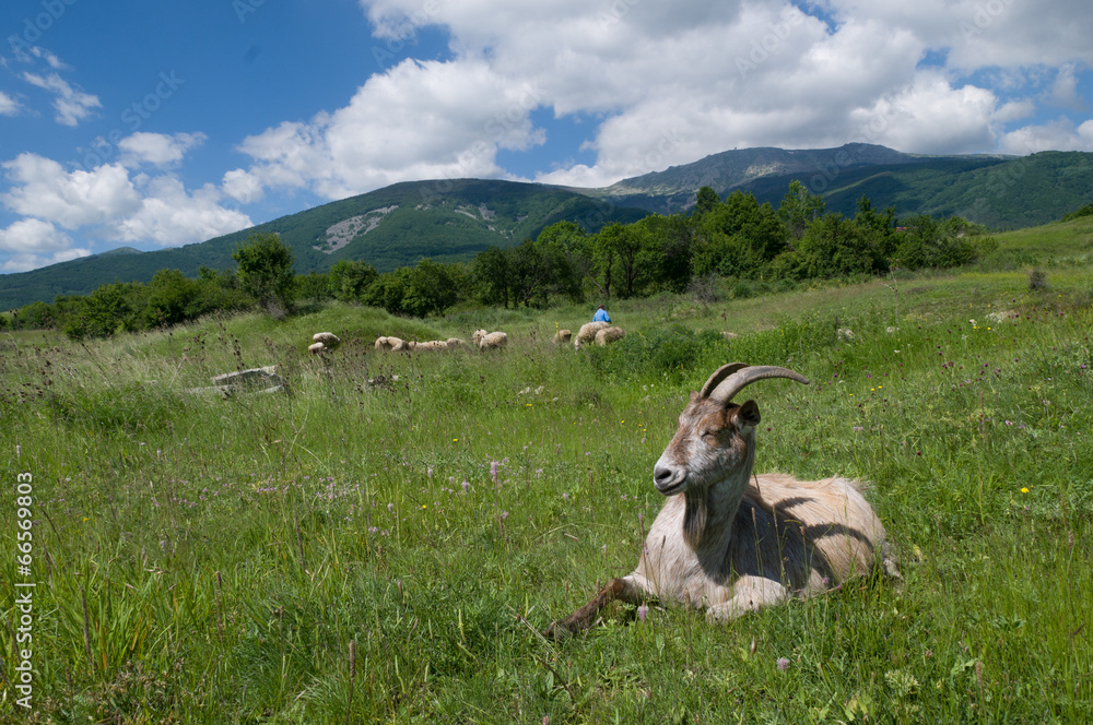 Fototapeta premium Farm animals