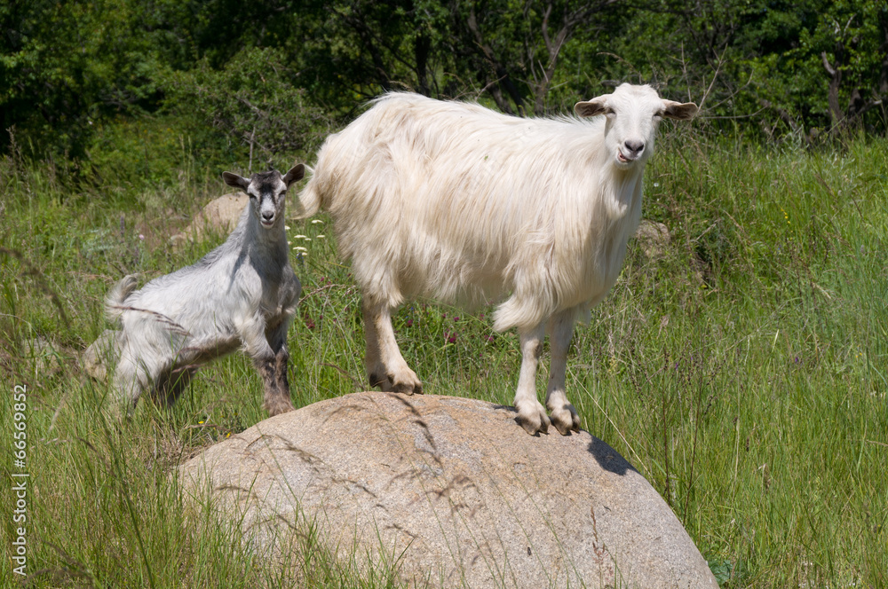 Obraz premium Farm animals